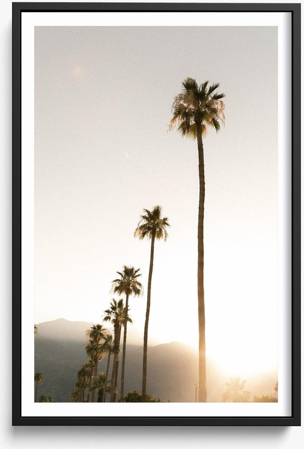 Foggy Palms