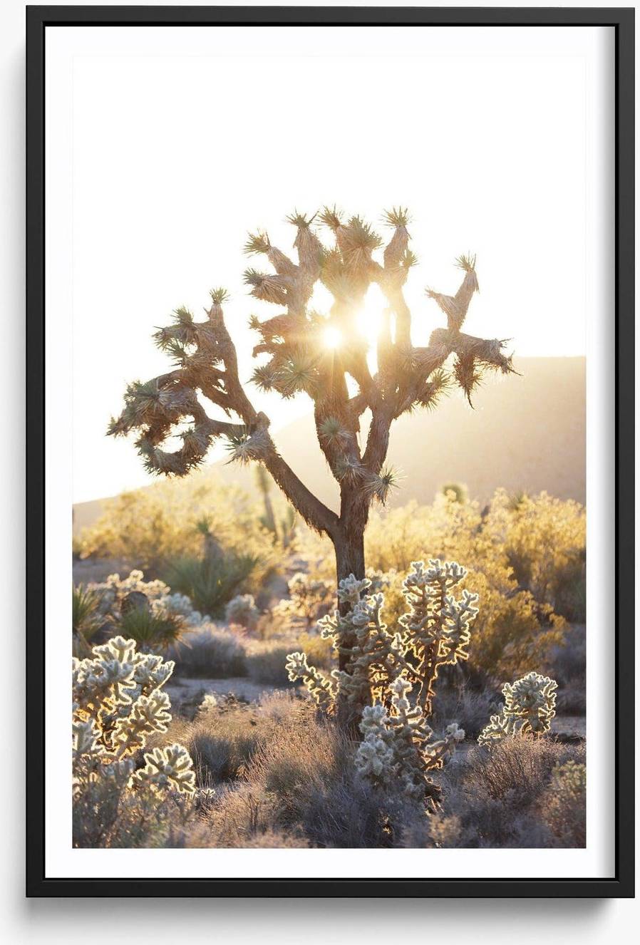 Joshua Tree Sunset