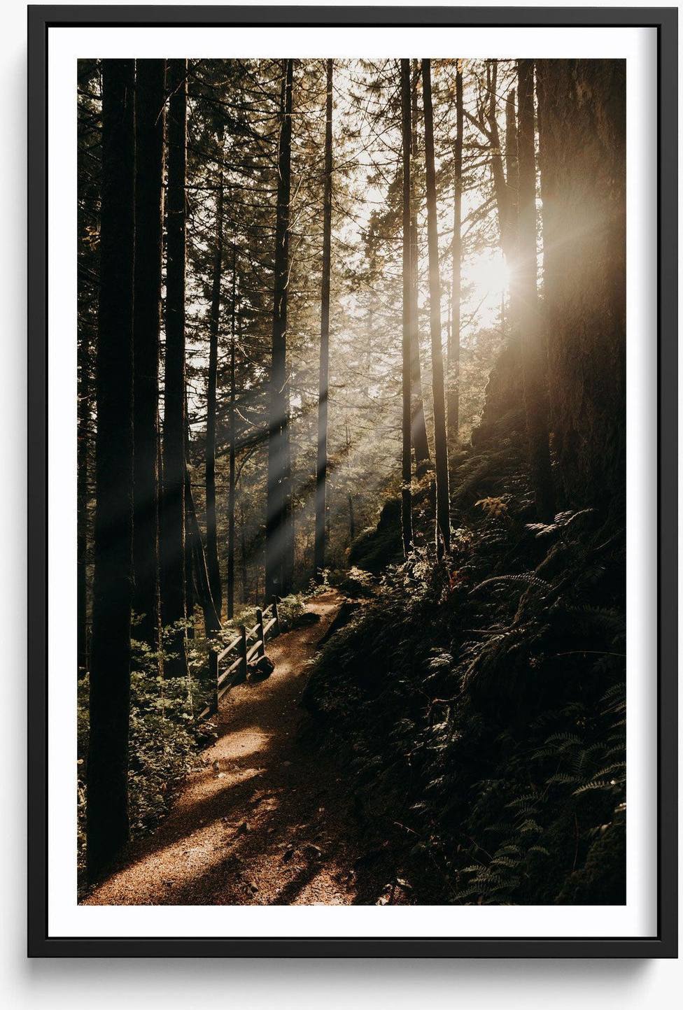 The Morning Sun