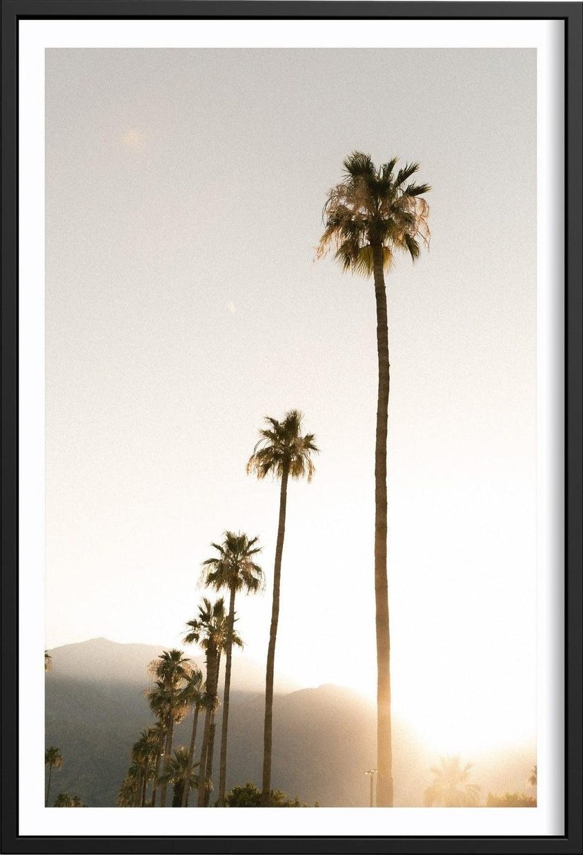 Foggy Palms