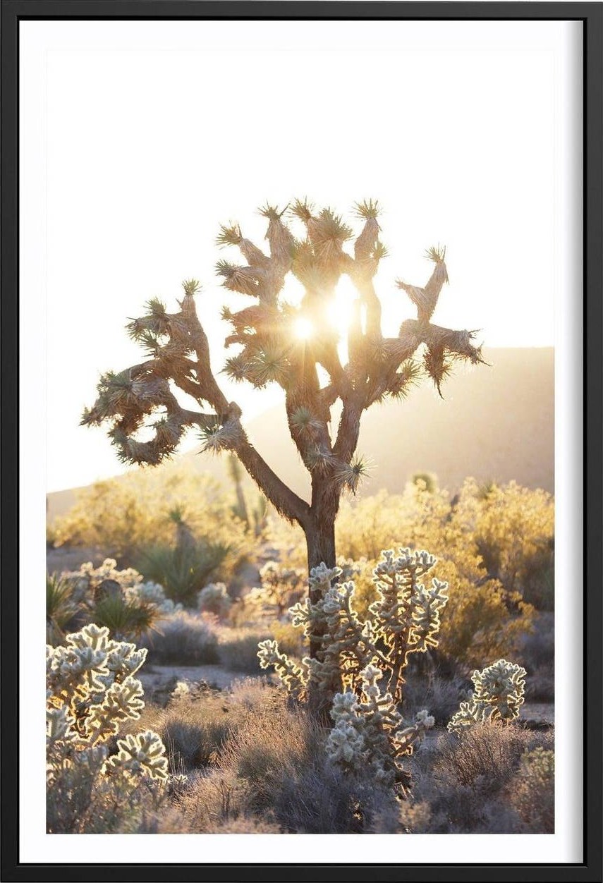 Joshua Tree Sunset