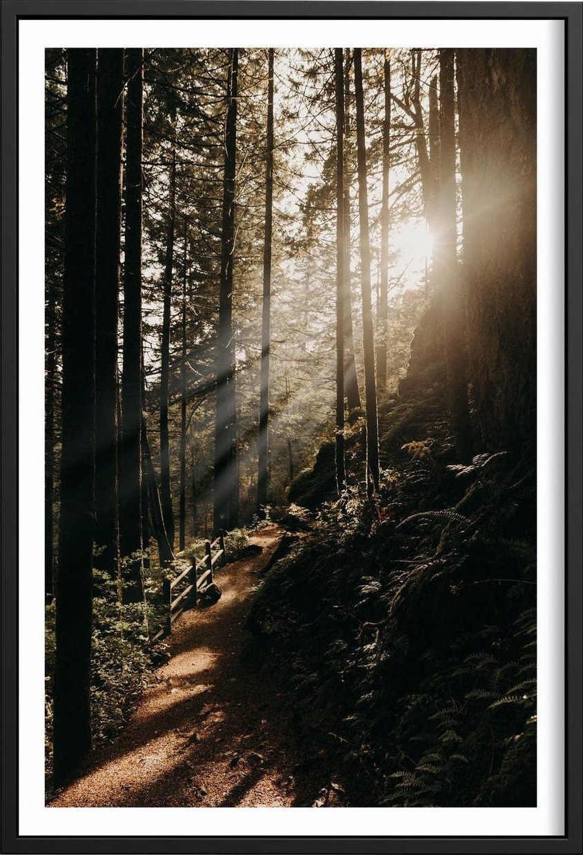 The Morning Sun